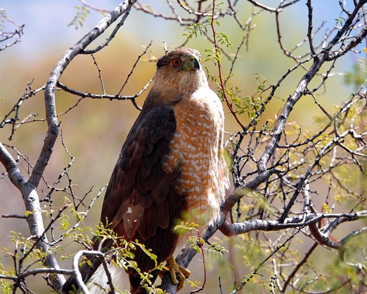 AR21-Coopers Hawk-2